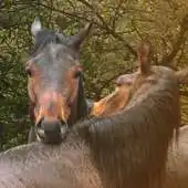 Free play online Horse Love Spring Plum Rain APK