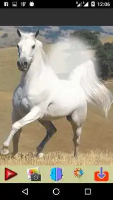 Play Horse Photo Frames Editor Play Horse Photo Frames Editor