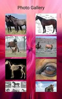 Play Horse Photos and Videos