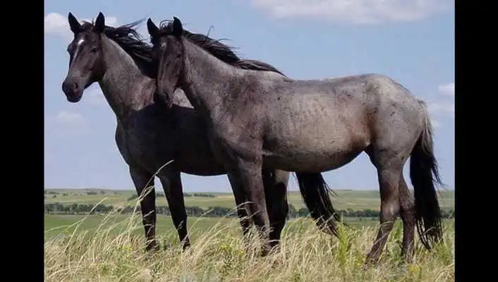 Play Horse Photos and Videos