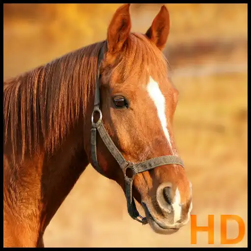 Play Horse pictures APK Play Horse pictures APK