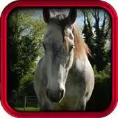 Free play online Horse Quotes And Sayings APK Free play online Horse Quotes And Sayings APK