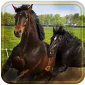 Free play online Horses Free HD live wallpaper APK Free play online Horses Free HD live wallpaper APK