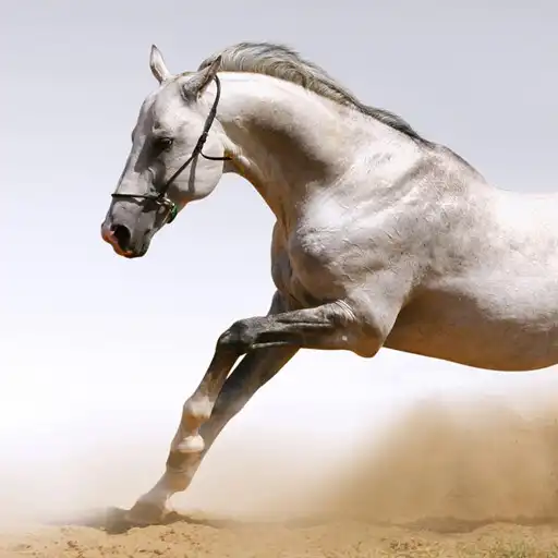 Play Horses HD Wallpapers APK Play Horses HD Wallpapers APK
