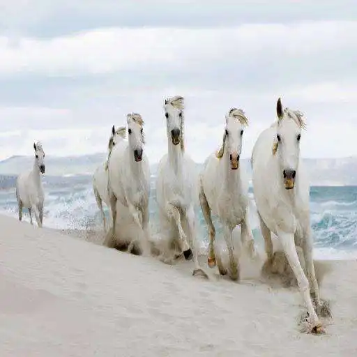 Free play online Horses APK