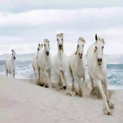 Play Horses APK Play Horses APK