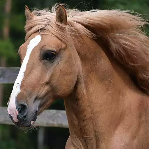 Free play online Horses Jigsaw Puzzles APK Free play online Horses Jigsaw Puzzles APK