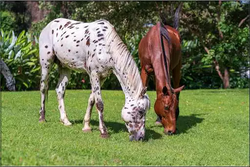 Play Horses Jigsaw Puzzles