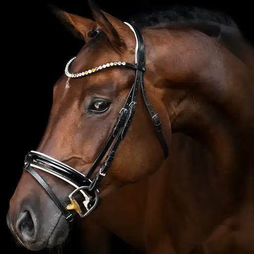 Free play online Horses Live Wallpaper APK Free play online Horses Live Wallpaper APK