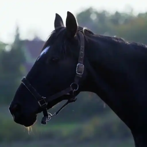 Play Horses Live Wallpaper Pro APK Play Horses Live Wallpaper Pro APK