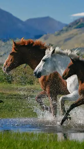 Play Horses Live Wallpaper
