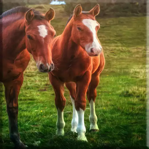Free play online Horses Lock Screen APK Free play online Horses Lock Screen APK