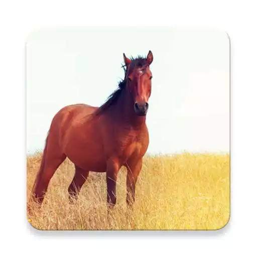 Play Horse Sound Collections ~ Sclip.app APK