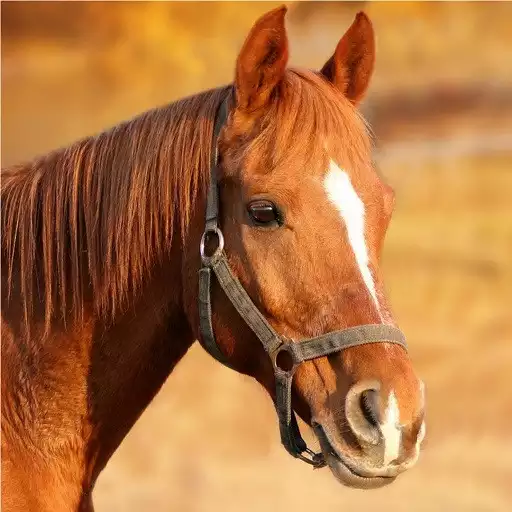 Play Horse Sounds APK Play Horse Sounds APK