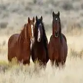 Free play online Horses Pictures APK
