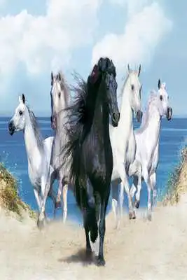 Play Horses Pictures