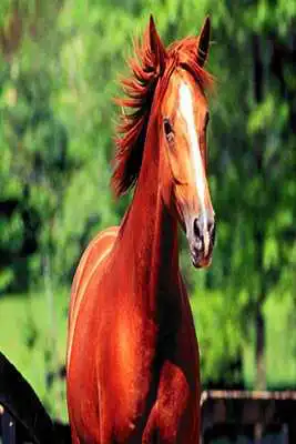 Play Horses Pictures