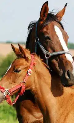 Play Horses Puzzles Jigsaw