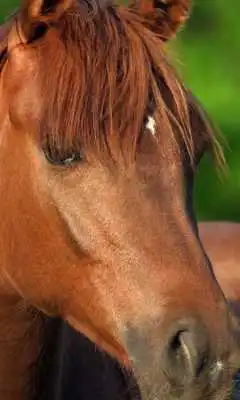 Play Horses Puzzles Jigsaw