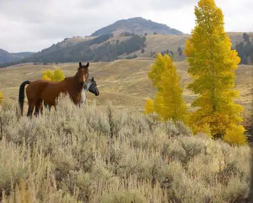 Play Horses Puzzles Jigsaw