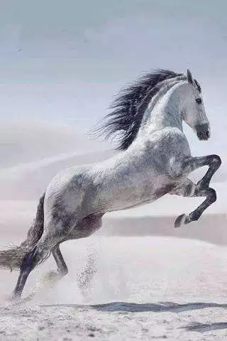 Play Horses  and enjoy Horses with UptoPlay