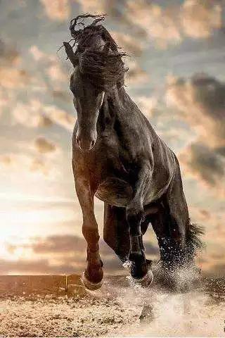 Play Horses as an online game Horses with UptoPlay