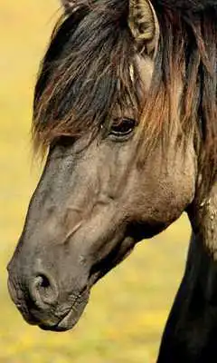 Play Horses Sounds 2017 LWP