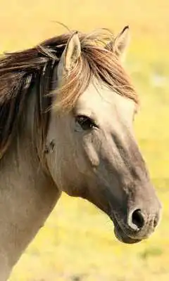 Play Horses Sounds 2017 LWP