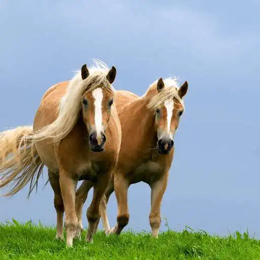 Free play online Horses Themes Live APK Free play online Horses Themes Live APK