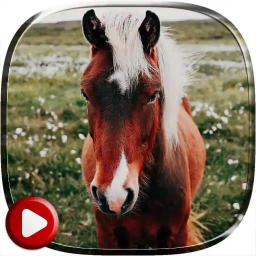 Play Horses Video Live Wallpaper APK Play Horses Video Live Wallpaper APK