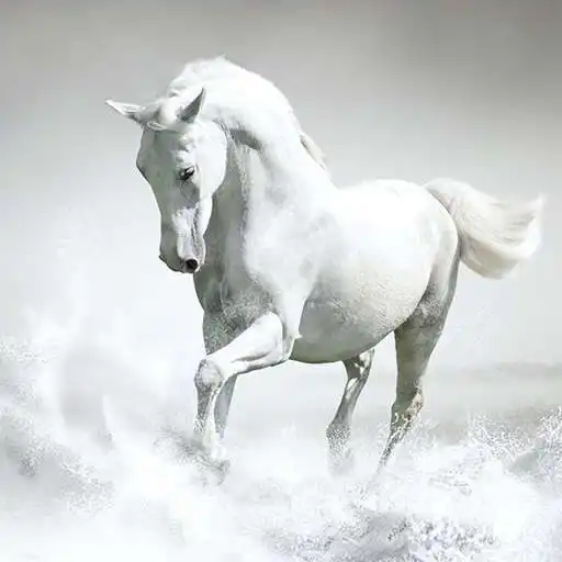 Play Horses Wallpaper APK Play Horses Wallpaper APK