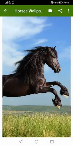 Play Horses Wallpapers Play Horses Wallpapers