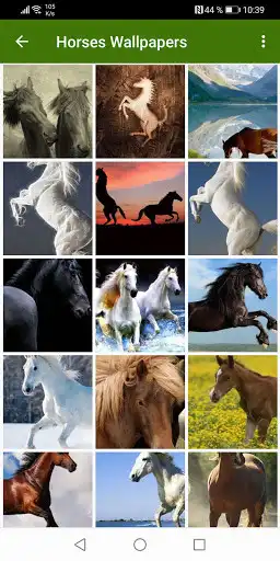 Play Horses Wallpapers Play Horses Wallpapers