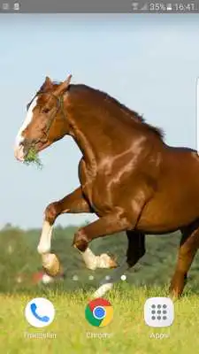 Play Horses Wallpapers Play Horses Wallpapers