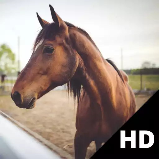 Play Horse Wallpaper HD APK Play Horse Wallpaper HD APK