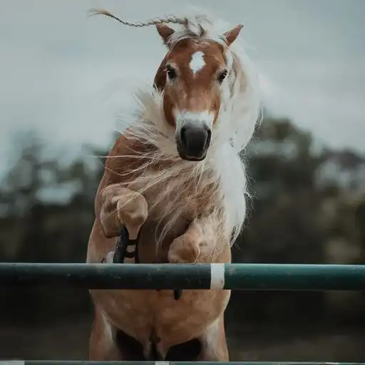 Play Horse Wallpaper HD Offline APK Play Horse Wallpaper HD Offline APK