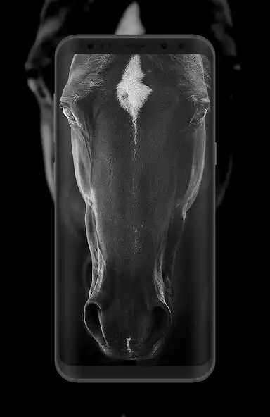 Play Horse Wallpaper HD Offline  and enjoy Horse Wallpaper HD Offline with UptoPlay