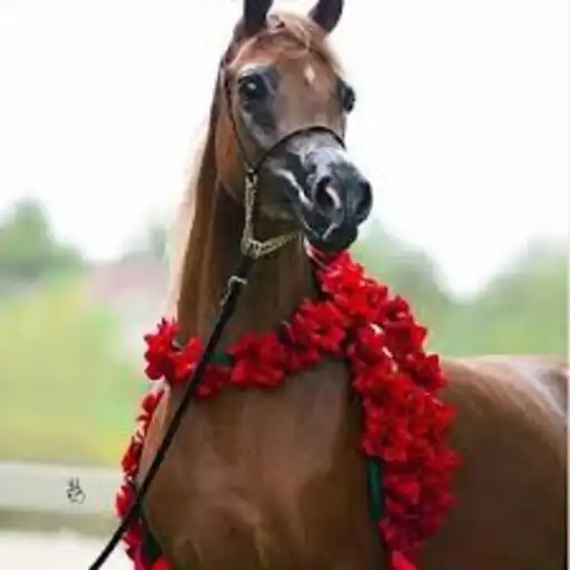 Play horse wallpaper in HD2023 APK