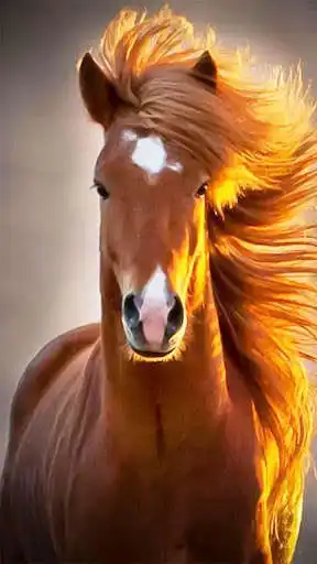 Play Horse Wallpapers 2020 as an online game online Horse Wallpapers 2020 with UptoPlay com.wallpapers_4k_hd.horse_Wallpapers Play Horse Wallpapers 2020 as an online game Horse Wallpapers 2020 with UptoPlay