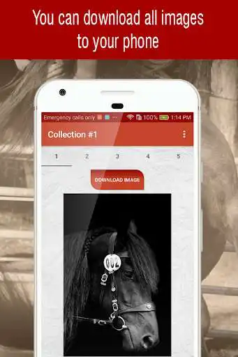 Play Horse Wallpapers Backgrounds Play Horse Wallpapers Backgrounds