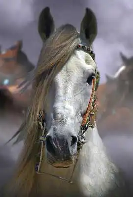 Play Horse Wallpapers Backgrounds Play Horse Wallpapers Backgrounds