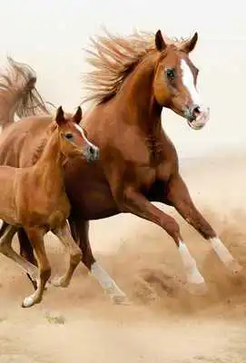 Play Horse Wallpapers Backgrounds Play Horse Wallpapers Backgrounds