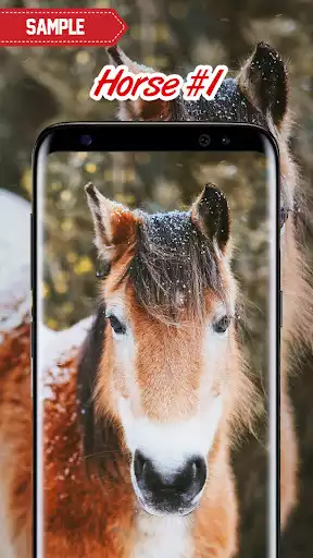 Play Horse Wallpaper