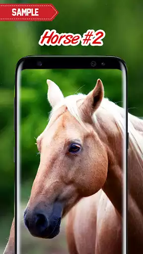 Play Horse Wallpaper