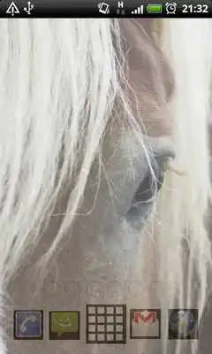 Play Horse Wallpaper