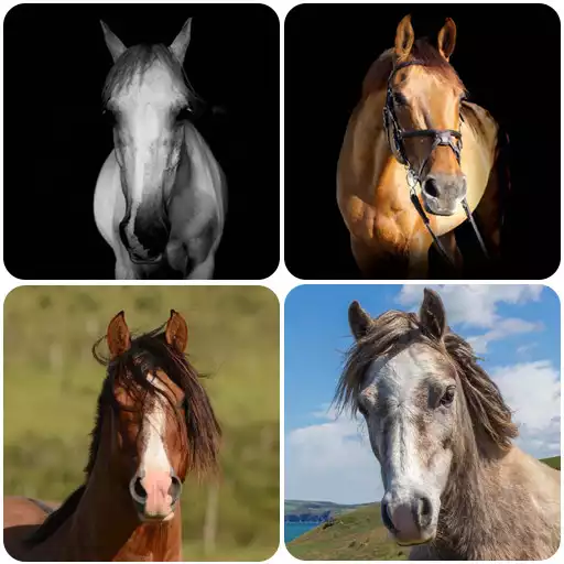 Play Horse Wallpapers APK Play Horse Wallpapers APK