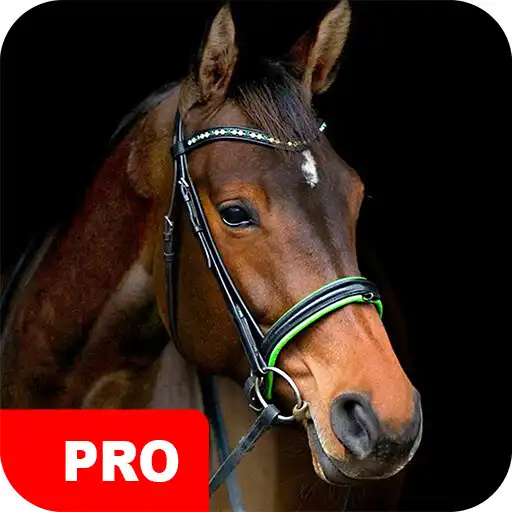 Play Horse Wallpapers PRO APK