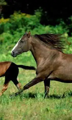 Play Horse Wallpapers