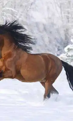 Play Horse Wallpapers