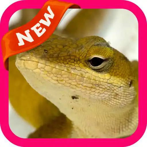 Free play online House Lizard Wallpaer APK